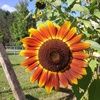 sunflower_kas